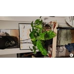 Image 7 of customer photos