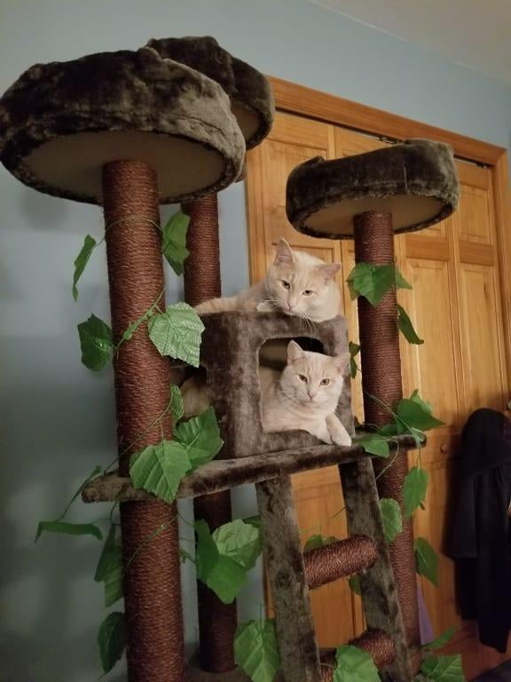 kitty mansions redwood