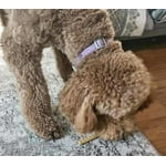 Image 5 of customer photos