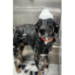 Image 4 of customer photos