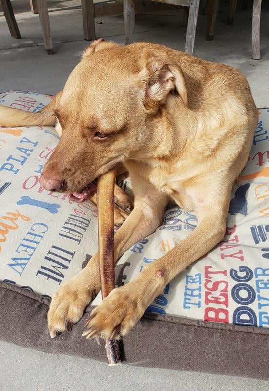 cadet bully sticks walmart