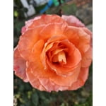 Imagen 1 de las fotos del cliente