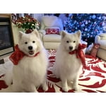 Image 5 of customer photos