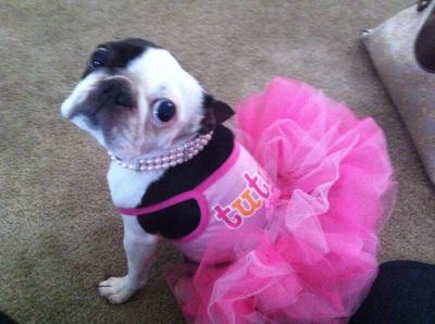 open lace back dress Unique Pet Feather Tutu Dog Lace Dress Princess Dress Pink Swan for Wedding Party Birthday Festival One Piece M main image 0
