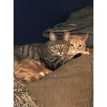 Image 1 of customer photos