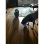 Image 1 of customer photos