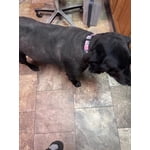 Image 4 of customer photos