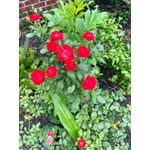 Image 7 of customer photos