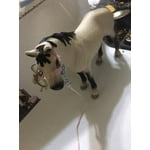 Image 6 of customer photos