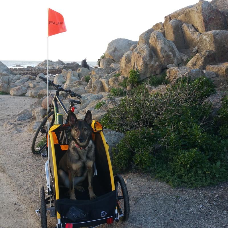 burley tail wagon pet trailer