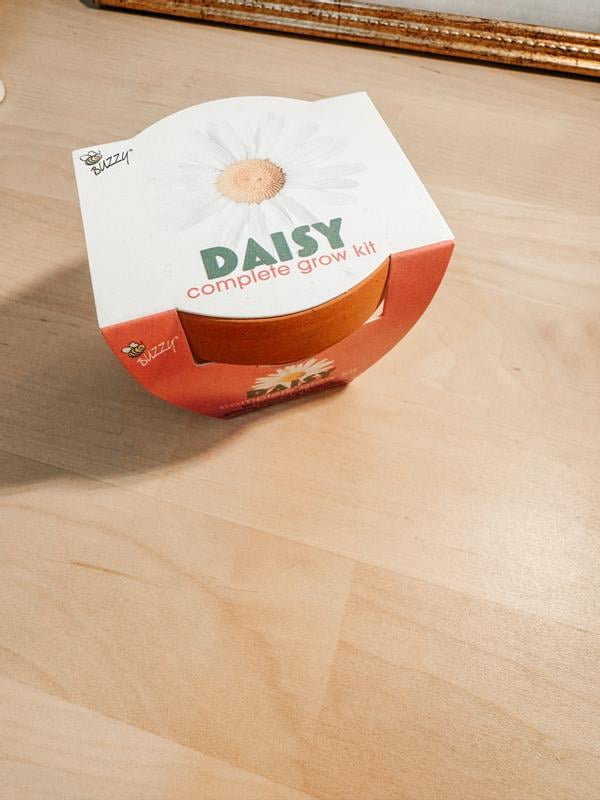 Buzzy Daisy Flower Grow Kit Mini Terracotta Pot Item 97716