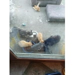 Image 1 of customer photos