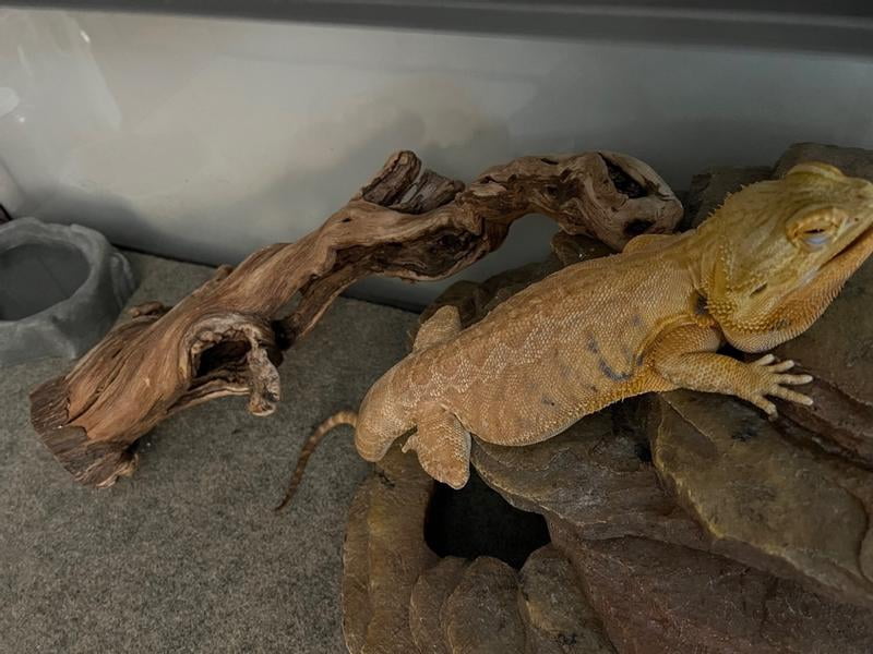 Zilla Bearded Dragon Habitat Accessory Kit - Walmart.com