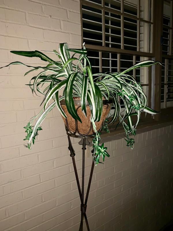 27" Spider Artificial Plant In Wicker Hanging Basket, Green, Beautify