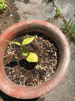 Jasmine Maid Of Orleans Plant 4 Pot Walmart Com Walmart Com Jasmine Maid Of Orleans Plant 4 Pot Walmart Com Walmart Com