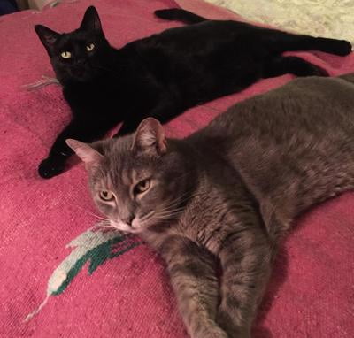 friskies indoor cat food walmart