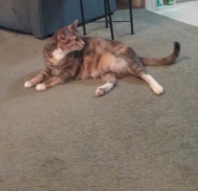 purina gentle cat food walmart