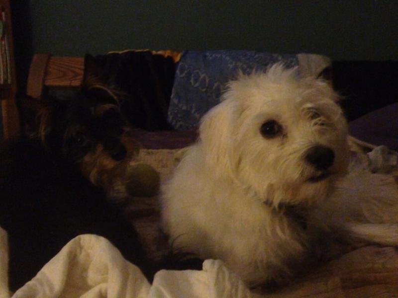 rachael ray dog food 40 lbs walmart