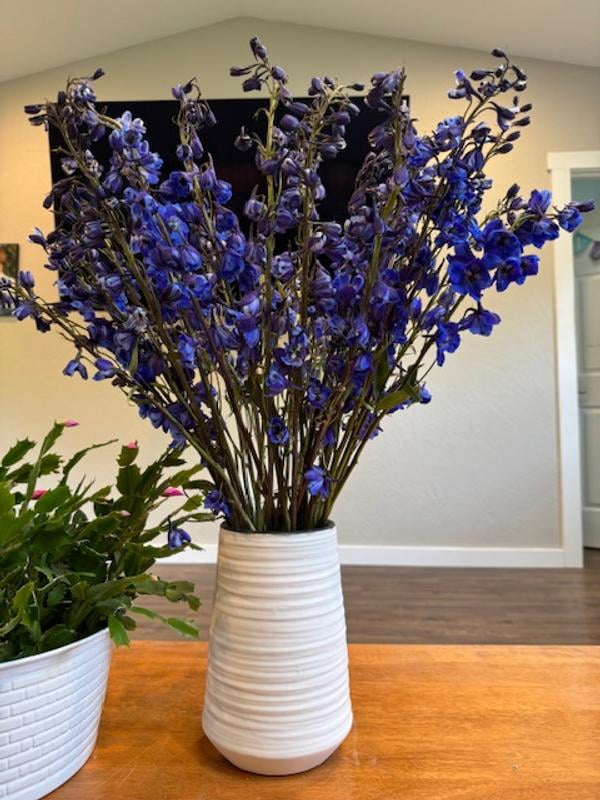 Member's Mark Sea Waltz Hybrid Delphinium, choose stem count