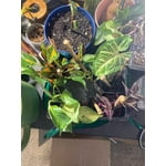 Image 4 of customer photos