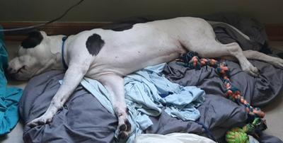 purina one smartblend puppy walmart