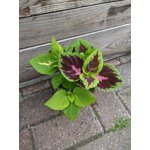 Image 5 of customer photos