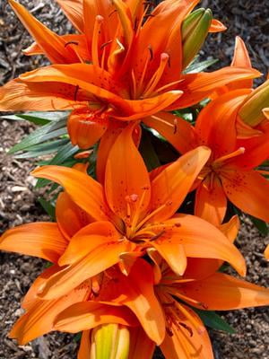 Expert Gardener 2.5QT Multicolor Asiatic Lily Live Plants with