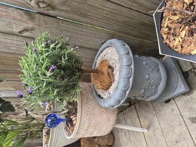 Expert Gardener 2QT Purple Lavender Live Tree Plant Decorative Pot Sun -  Walmart.com