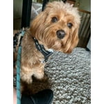 Image 6 of customer photos