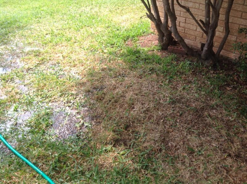 Best Crabgrass Killers That Won't Kill Grass Lawn Model