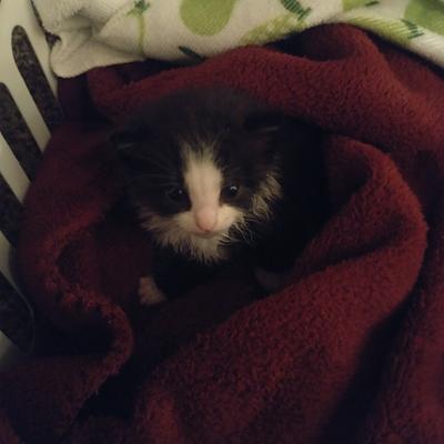 kmr kitten formula walmart