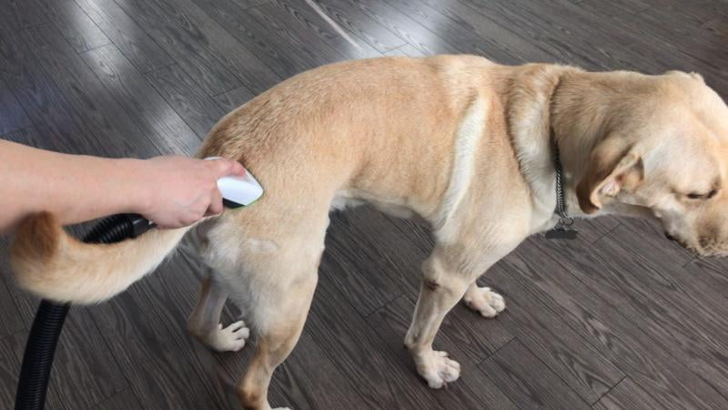 bissell bark bath walmart