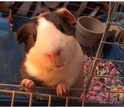 oxbow essentials adult guinea pig