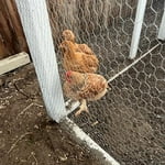 Image 6 of customer photos