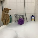 Image 7 of customer photos