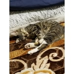 Image 5 of customer photos