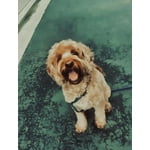 Image 5 of customer photos