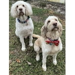 Image 6 of customer photos