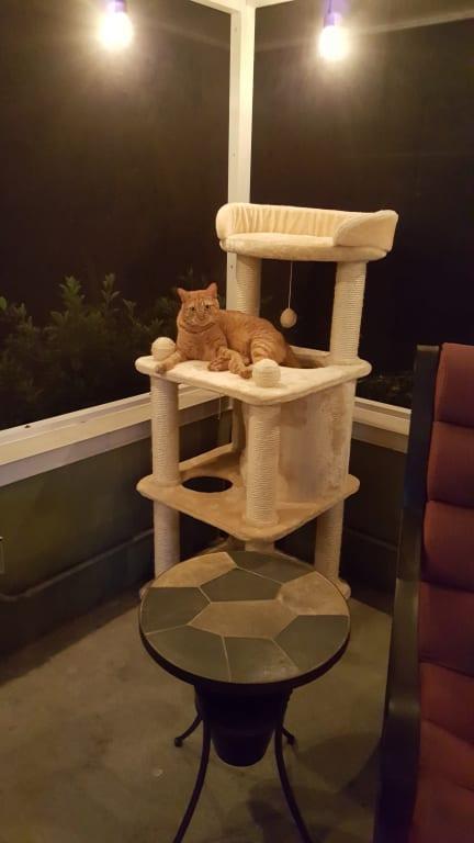 trixie belinda cat tree