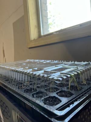 Ferry Morse Pro-Hex Seed Starting Tray 72 Cells - Reusable Plastic