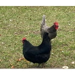 Image 7 of customer photos