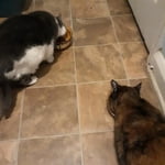 Image 4 of customer photos