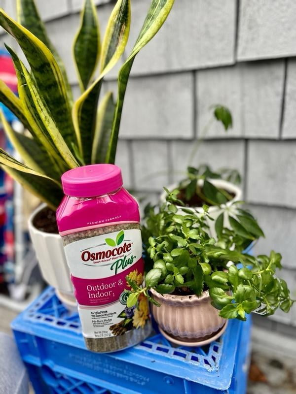 bella zz plant ZZ Plant  Fragrance Plants and Flowers
