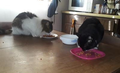 kit and kaboodle cat food walmart