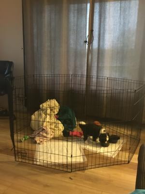 vibrant life pet exercise pen