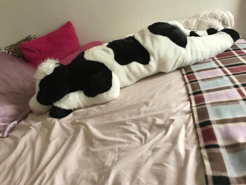 Cuddly cow body clearance pillow