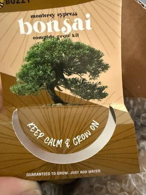 Customer reviews for Buzzy Bonsai Monterey Cypress Tree Grow Kit with  Crackle Ceramic Pot Item 97714 | Walmart.com