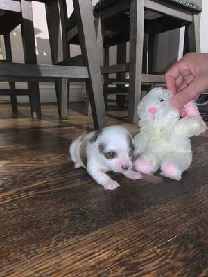 milk for puppies walmart