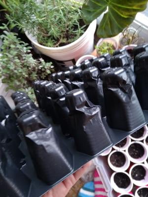 Customer reviews for Ferry Morse Pro-Hex Seed Starting Tray 72