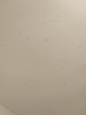 Zinsser Ceiling Paint With Superior Stain Blocking Bright White